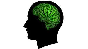  Cerebellar biobehavioral markers in cannabis users 